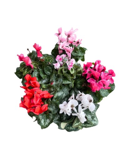 CICLAMINO COLORI ASSORTITI in vaso 14 centimetri