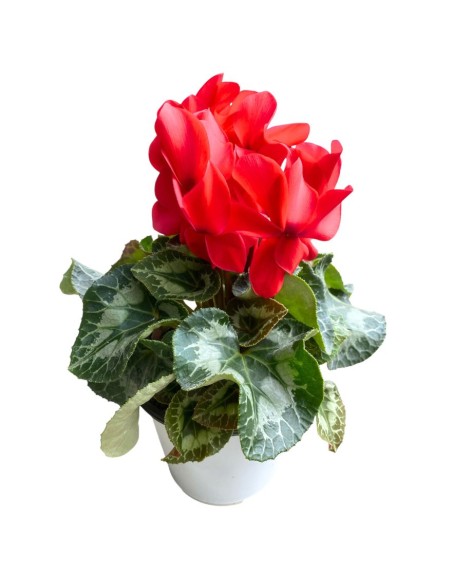 CICLAMINO COLORI ASSORTITI in vaso 14 centimetri