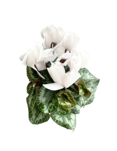 CICLAMINO COLORI ASSORTITI in vaso 14 centimetri