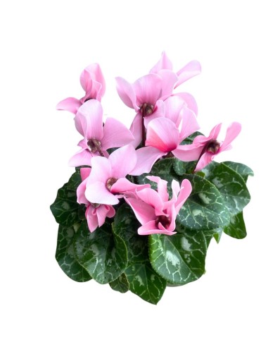 CICLAMINO COLORI ASSORTITI in vaso 14 centimetri
