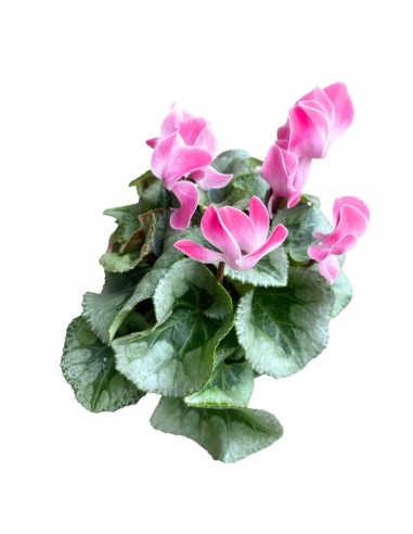 CICLAMINO COLORI ASSORTITI in vaso 14 centimetri
