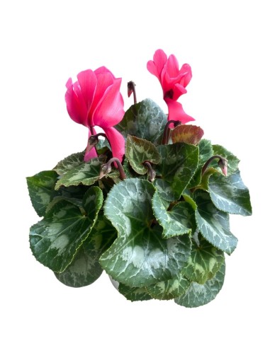 CICLAMINO COLORI ASSORTITI in vaso 14 centimetri