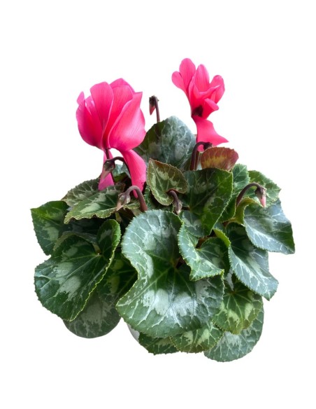 CICLAMINO COLORI ASSORTITI in vaso 14 centimetri