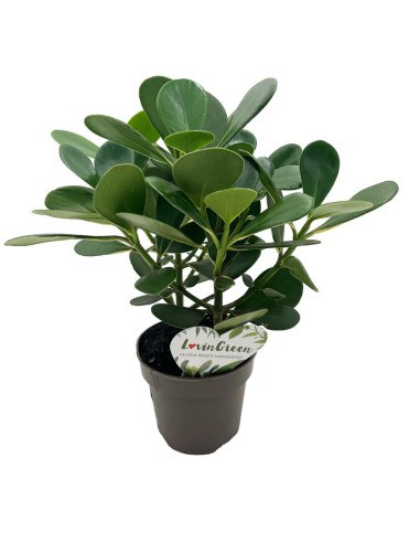 CLUSIA ROSEA - Pianta da Interno Facile e Resistente