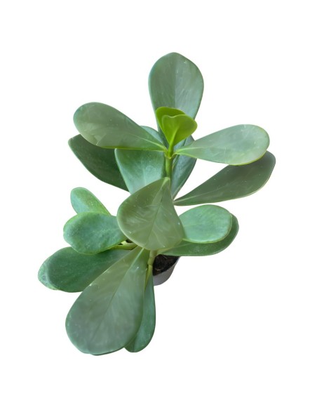 CLUSIA L'Eleganza Compatta in Vaso diametro 7 cm