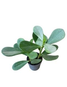 CLUSIA L'Eleganza Compatta in Vaso diametro 7 cm 2