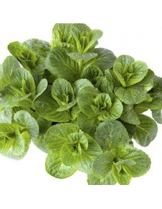 MENTA ROTUNDIFOLIA diametro vaso 14 cm