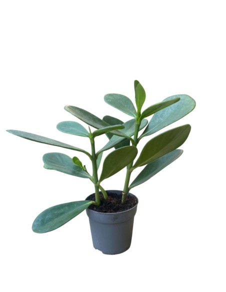 CLUSIA L'Eleganza Compatta in Vaso diametro 7 cm