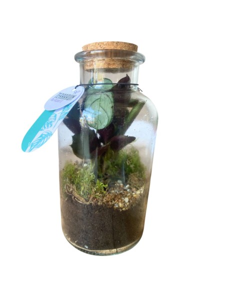 COMPOSIZIONE PIANTE TERRARIUM IN VETRO diam.10 cm