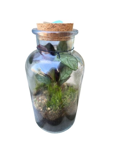 COMPOSIZIONE PIANTE TERRARIUM IN VETRO diam.10 cm