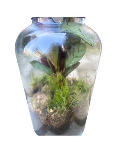 COMPOSIZIONE PIANTE TERRARIUM IN VETRO diam.10 cm