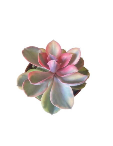 ECHEVERIA RAINBOW in vaso 10,5 cm, Gioiello succulento