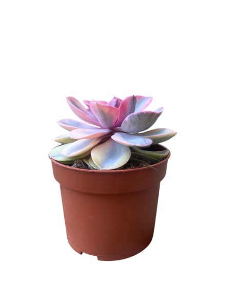 ECHEVERIA RAINBOW in vaso 10,5 cm, Gioiello succulento