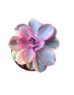 ECHEVERIA RAINBOW in vaso 10,5 cm, Gioiello succulento