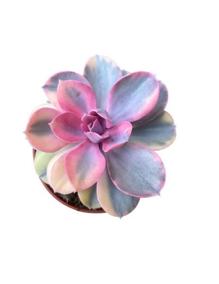 ECHEVERIA RAINBOW in vaso 10,5 cm, Gioiello succulento