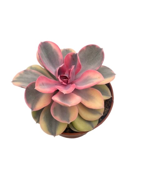 ECHEVERIA RAINBOW in vaso 10,5 cm Gioiello succulento