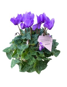 CYCLAMEN PERSICUM, DRAGO colore fiore BLU vaso 10.5 cm