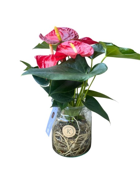 ANTHURIUM KARMA ROSSO vaso in vetro dimensione 12 cm