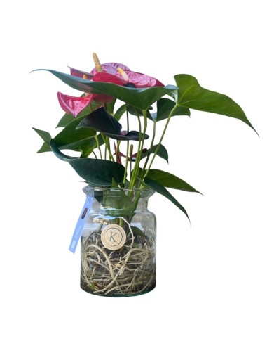 ANTHURIUM KARMA ROSSO vaso in vetro dimensione 12 cm