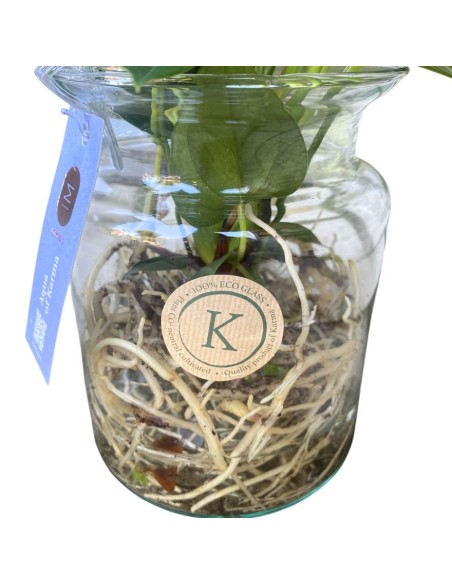 ANTHURIUM KARMA ROSSO vaso in vetro dimensione 12 cm