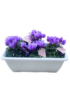 CYCLAMEN PERSICUM, DRAGO colore fiore BLU vaso 10.5 cm 2