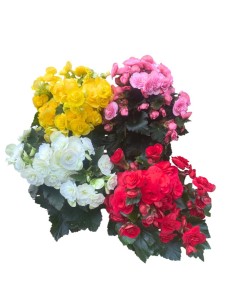 BEGONIA COLORI ASSORTITI in vaso 14 centimetri