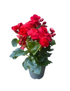 BEGONIA COLORI ASSORTITI in vaso 14 centimetri 2
