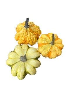 MINI ZUCCA Decorativa: Un Tocco Magico per la Tua Casa.