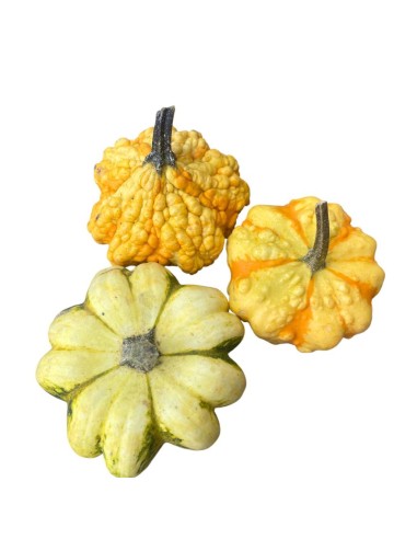 MINI ZUCCA Decorativa: Un Tocco Magico per la Tua Casa.