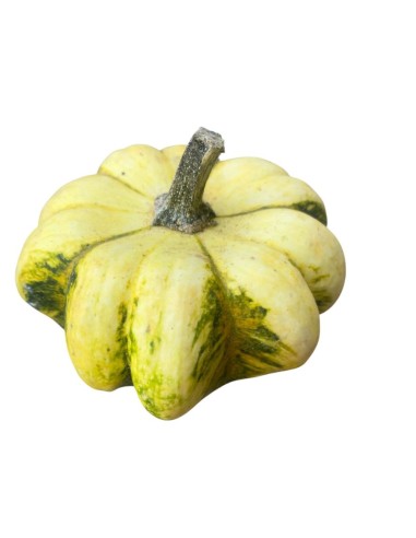 MINI ZUCCA Decorativa: Un Tocco Magico per la Tua Casa.