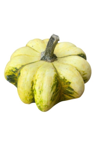 MINI ZUCCA Decorativa: Un Tocco Magico per la Tua Casa.
