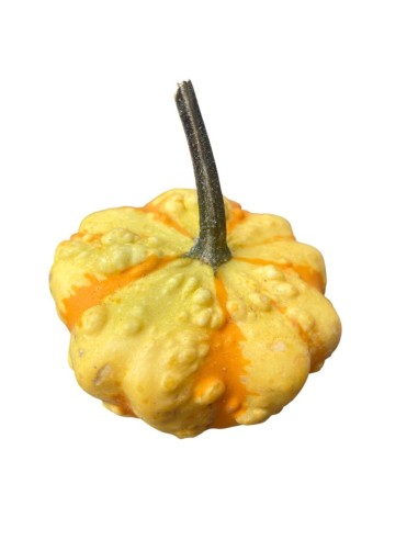 MINI ZUCCA Decorativa: Un Tocco Magico per la Tua Casa.