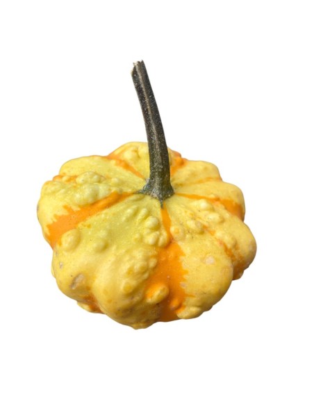 MINI ZUCCA Decorativa: Un Tocco Magico per la Tua Casa.