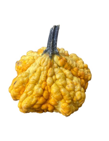 MINI ZUCCA Decorativa: Un Tocco Magico per la Tua Casa.