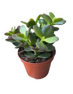 CRASSULA OVATA 'MINOR' Compatta "Albero di Giada" 2