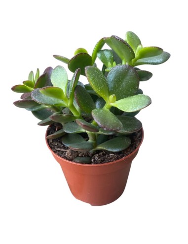CRASSULA OVATA 'MINOR' Compatta "Albero di Giada"