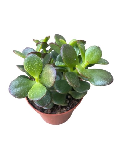 CRASSULA OVATA 'MINOR' Compatta "Albero di Giada"