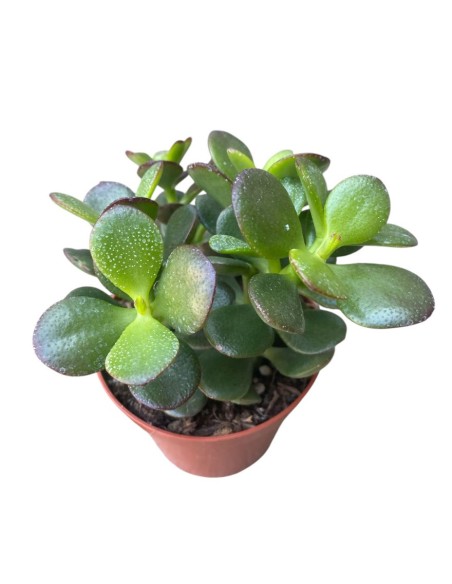 CRASSULA OVATA 'MINOR' Compatta "Albero di Giada"