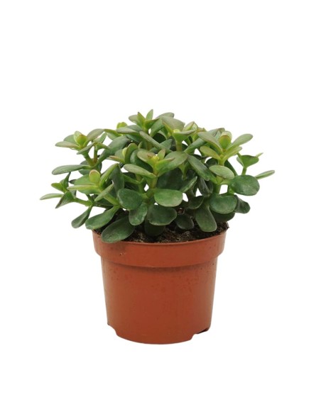 CRASSULA OVATA 'MINOR' Compatta "Albero di Giada"