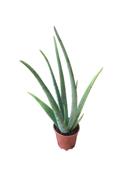 ALOE VERA: La Tua Alleata Naturale per Benessere & Bellezza