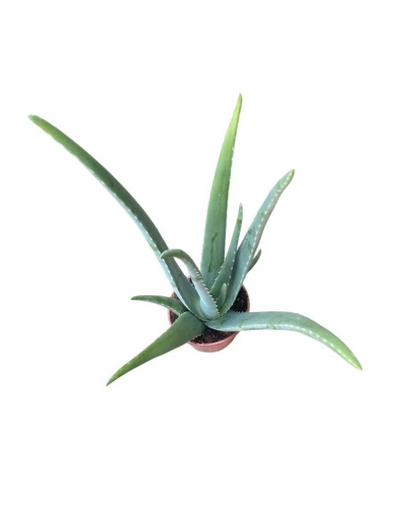 ALOE VERA: La Tua Alleata Naturale per Benessere & Bellezza