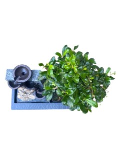 BONSAI CON FONTANA Armonia Zen per la Tua Casa 2