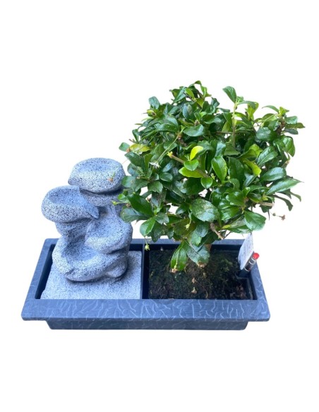 BONSAI CON FONTANA Armonia Zen per la Tua Casa