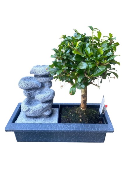 BONSAI CON FONTANA Armonia Zen per la Tua Casa
