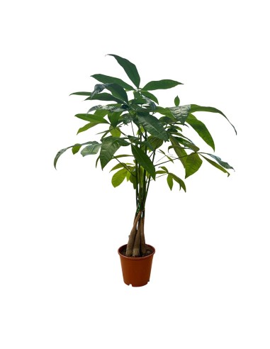 PACHIRA AQUATICA "albero dei soldi" Porta fortuna e stile