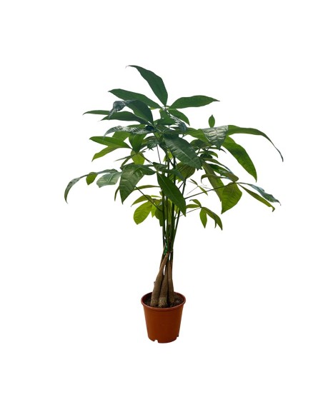 PACHIRA AQUATICA "albero dei soldi" Porta fortuna e stile