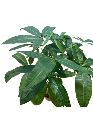 PACHIRA AQUATICA "albero dei soldi" Porta fortuna e stile