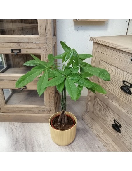 PACHIRA AQUATICA "albero dei soldi" Porta fortuna e stile