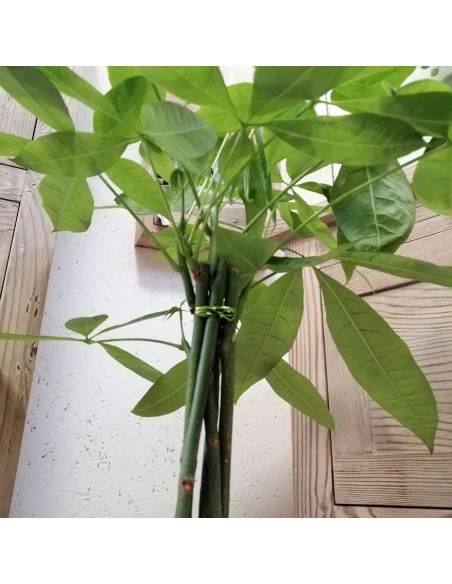 PACHIRA AQUATICA "albero dei soldi" Porta fortuna e stile