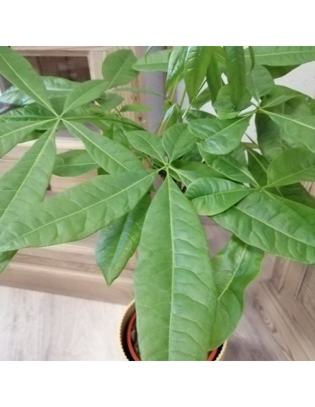 PACHIRA AQUATICA "albero dei soldi" Porta fortuna e stile